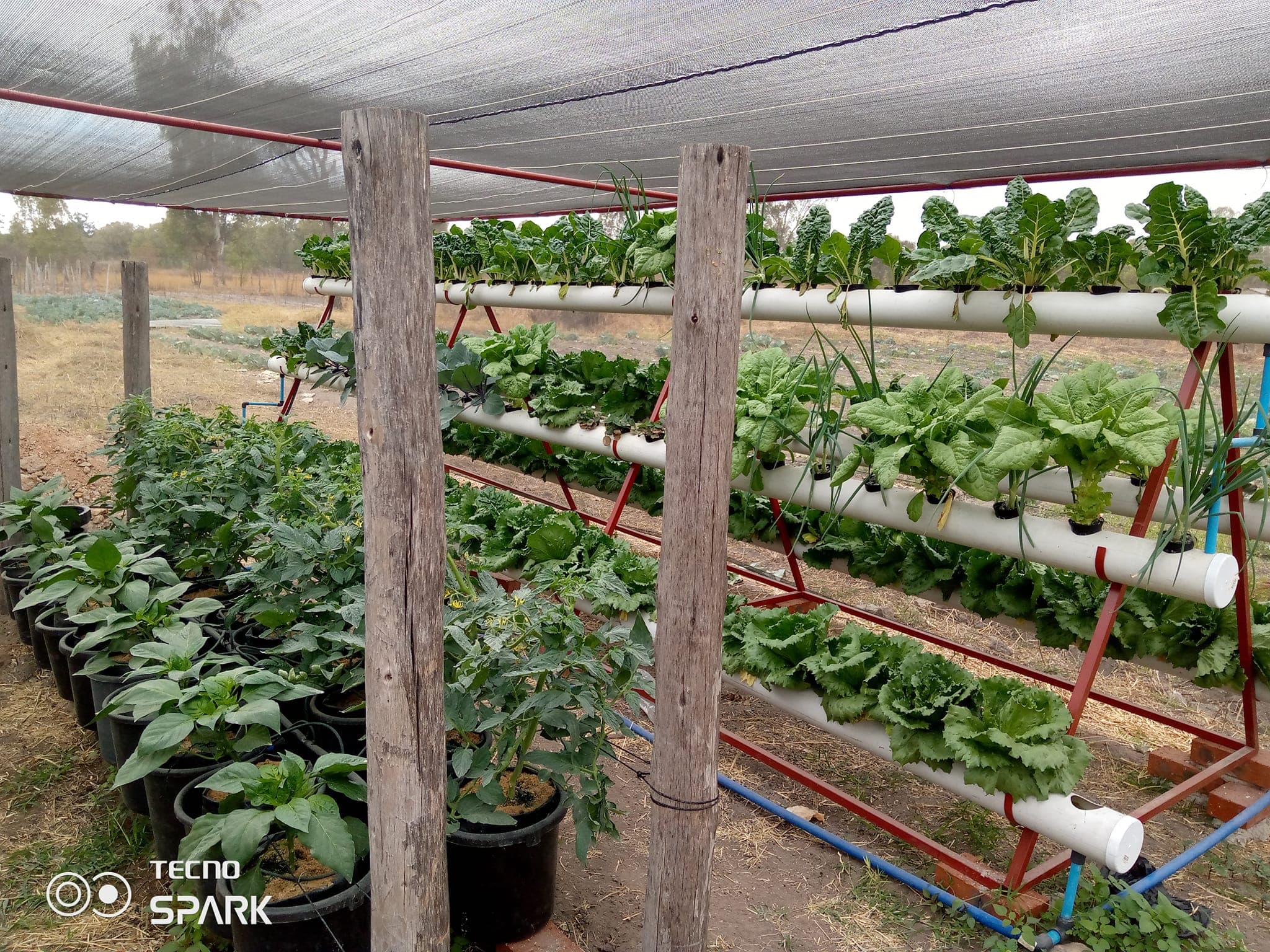 Trees, Herbs & Vegetable Production
