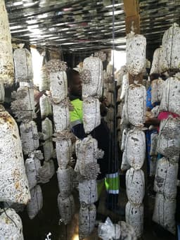 Mushroom Farm