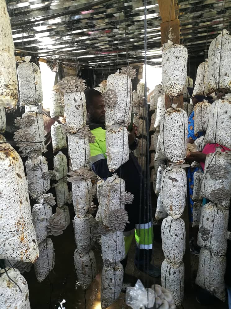 Mushroom Farm